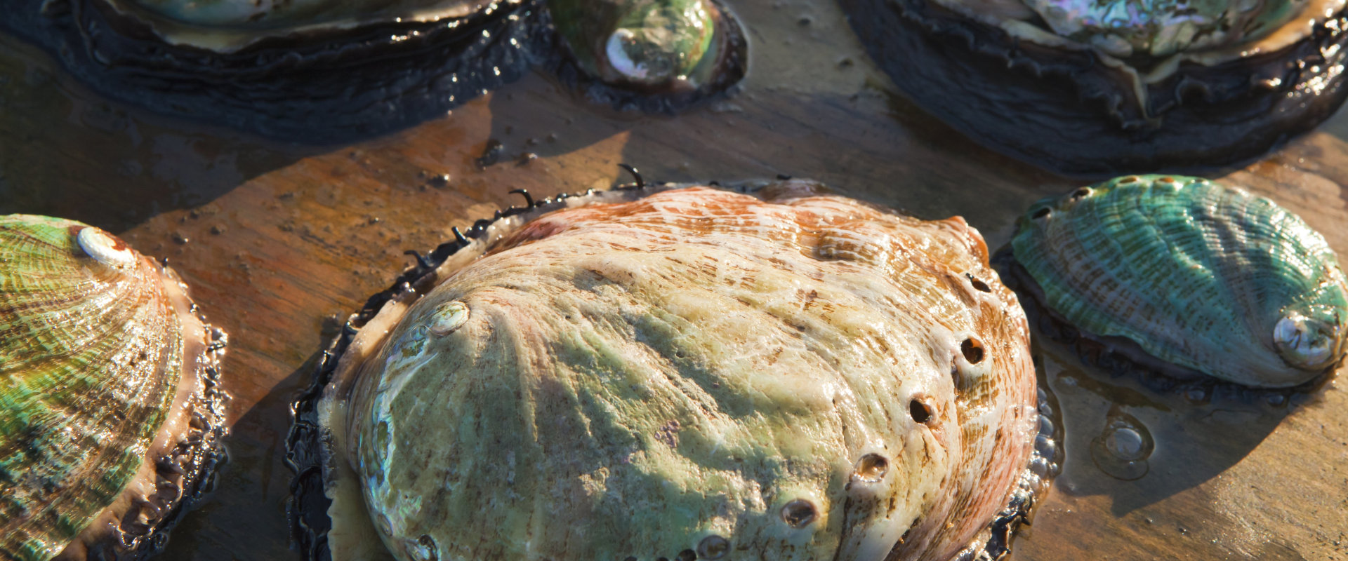 The History and Traditional Methods of Preparing Abalones for Authentic Chinese Cooking