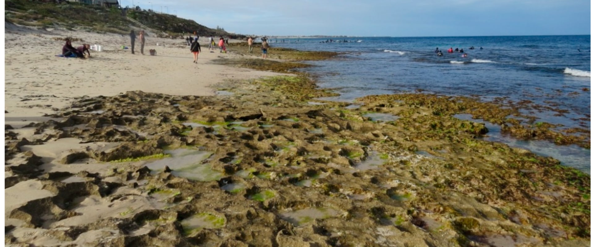 The Fascinating Role of Abalones in Traditional Chinese Medicine