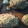 The History and Traditional Methods of Preparing Abalones for Authentic Chinese Cooking