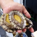 Efforts to Promote Sustainable and Responsible Practices in Abalone Farming