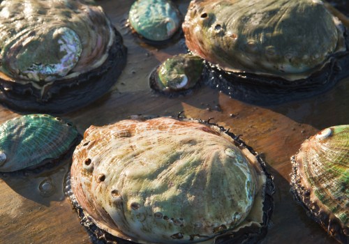 The History and Traditional Methods of Preparing Abalones for Authentic Chinese Cooking