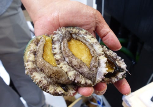 Efforts to Promote Sustainable and Responsible Practices in Abalone Farming