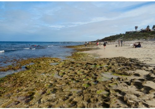 Exploring the World of Abalone Farming in China: Trends and Advancements